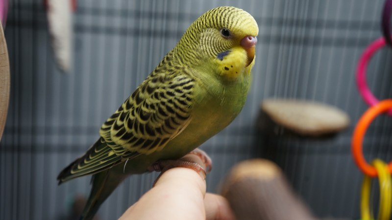 Волнистый попугай Чех Арлекин