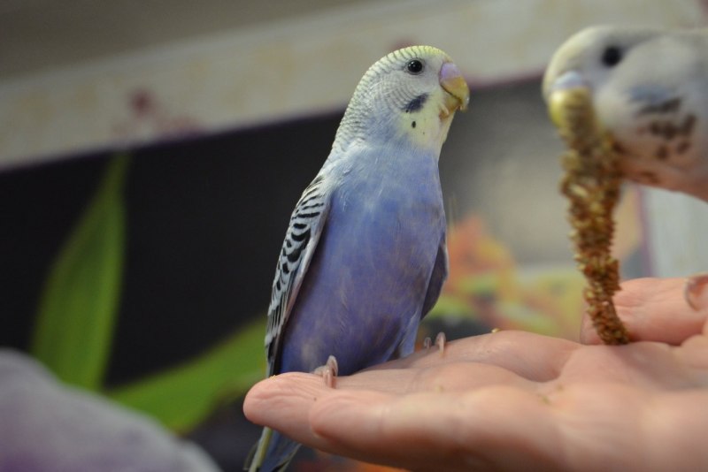 Птенцы волнистых попугаев