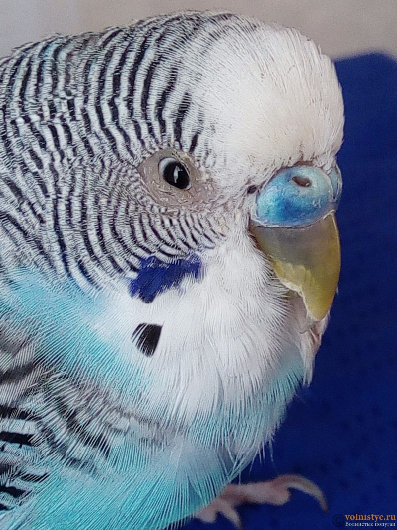 Хохлатые волнистики