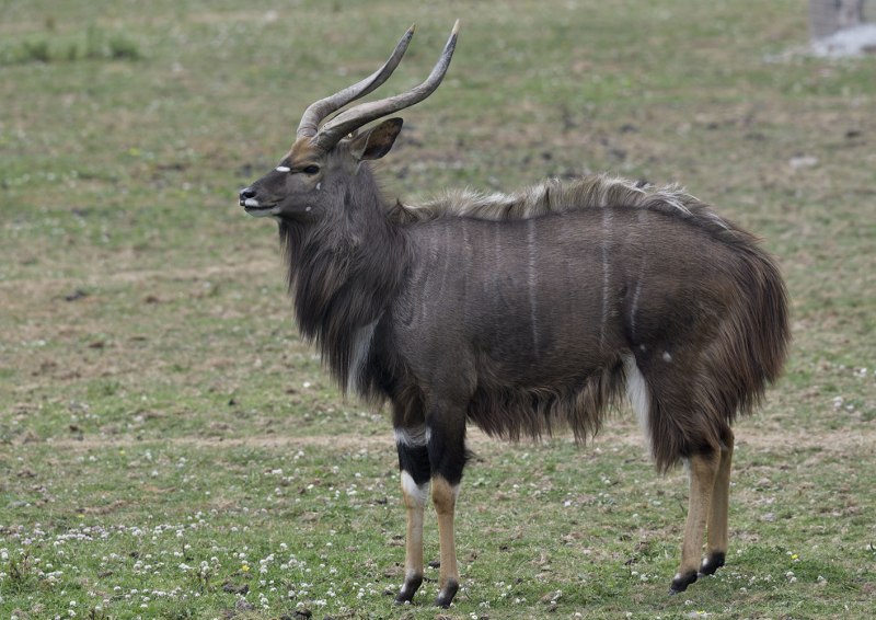 Африканская антилопа Ньяла