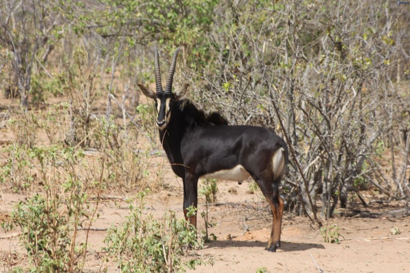 Винторогая винторогая антилопа