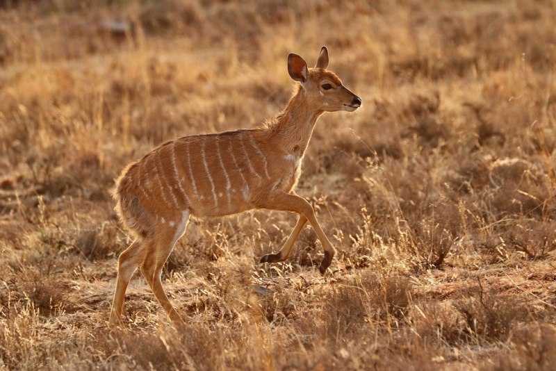 Горная Ньяла