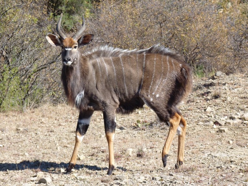  Tragelaphus angasii