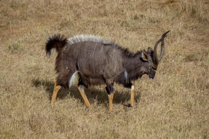 Горная Ньяла антилопа