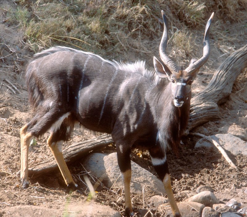 Nyala antilope