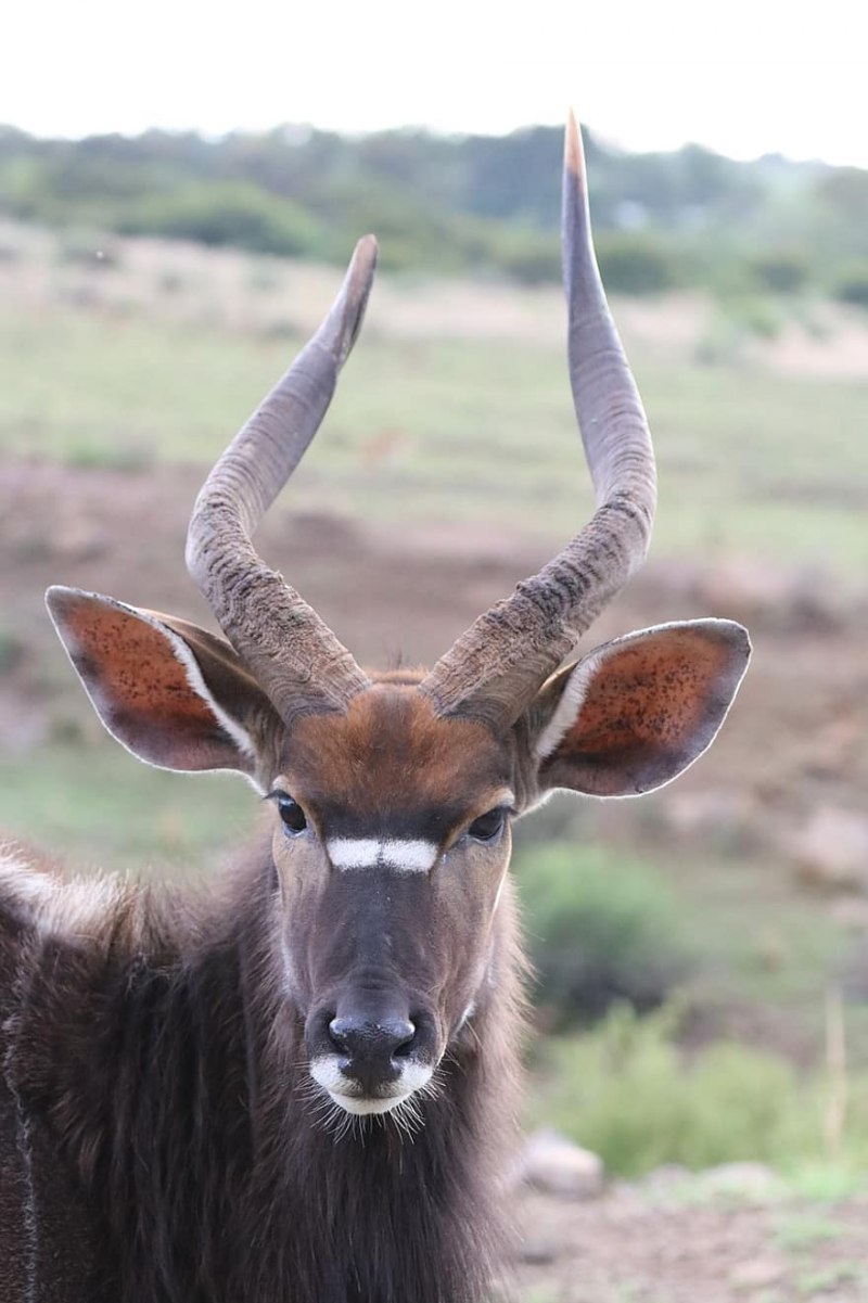 Ньяла равнинная Ньяла