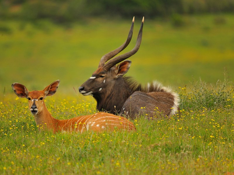 Горная Ньяла