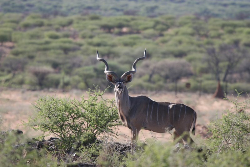 Карнавал животных антилопы