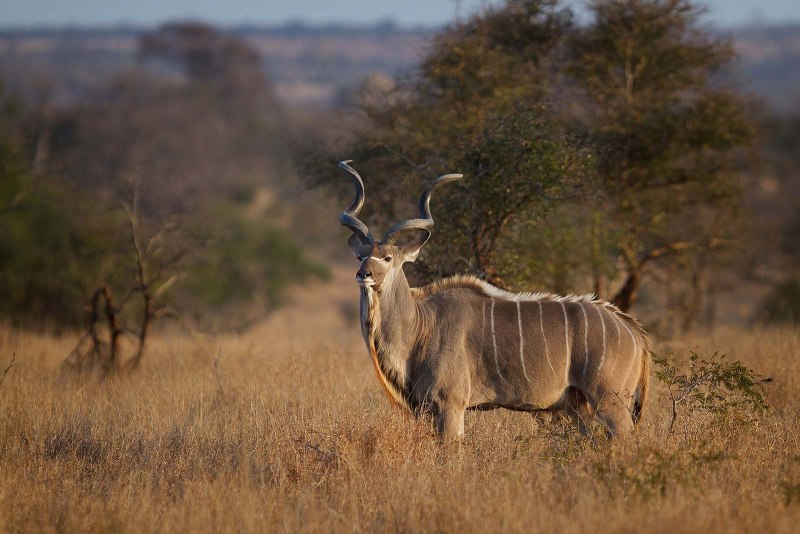 Животный мир Монако