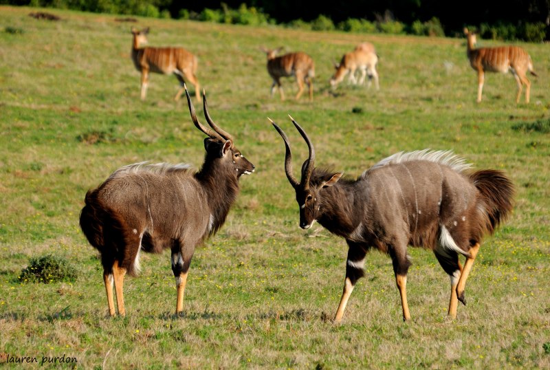 Равнинная антилопа Ньяла