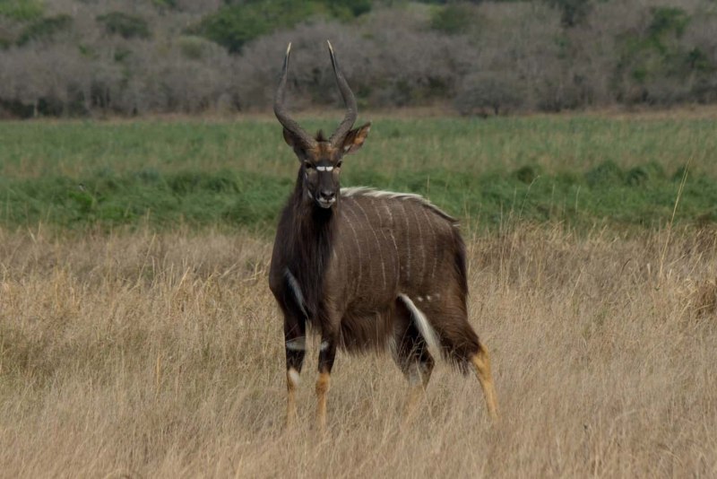 Африканская антилопа Ньяла самка