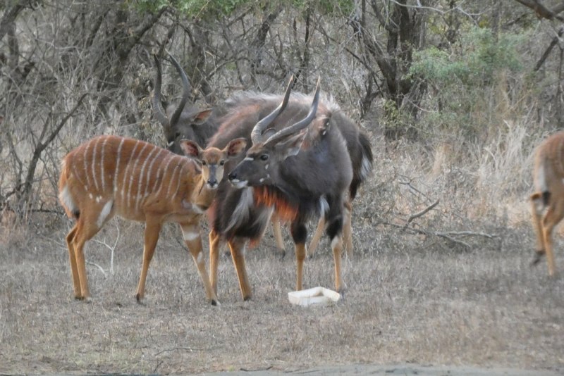 Антилопа пятнистая