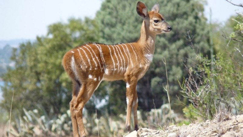 Антилопа Ньяла в Эфиопии