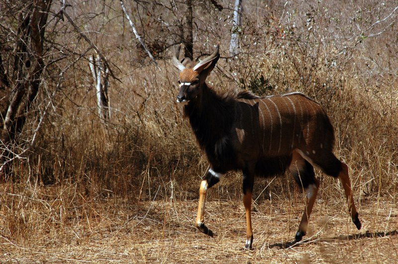 Горная Ньяла