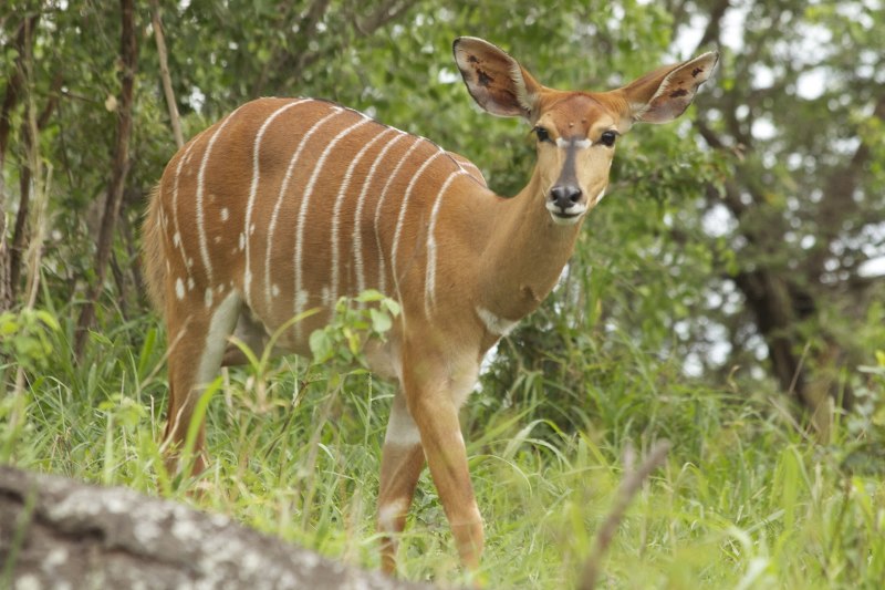 Африканская антилопа Ньяла