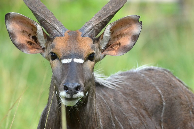 Голова антилопы