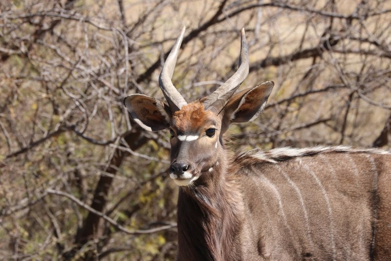 Антилопы женские и мужские