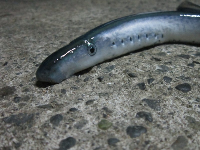 Минога ледовитоморская