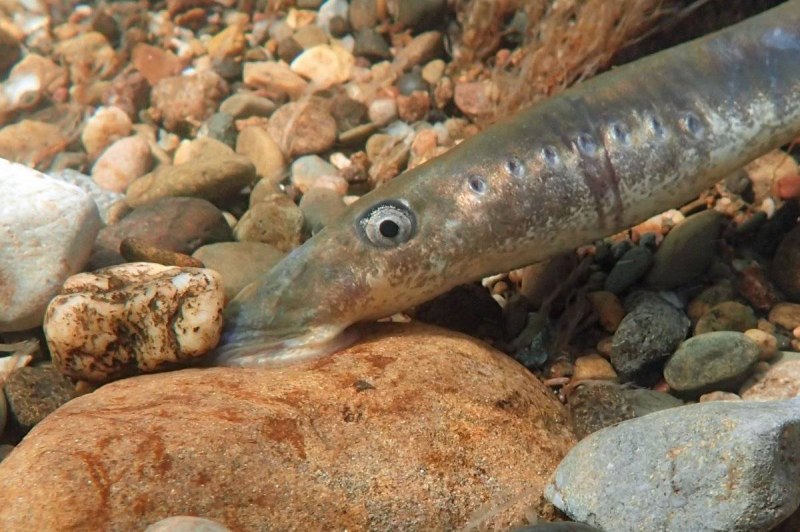 Речная минога Lampetra fluviatilis