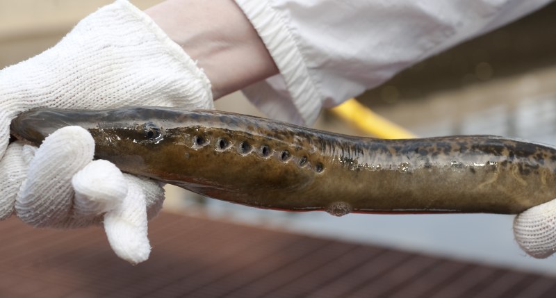 Невская минога