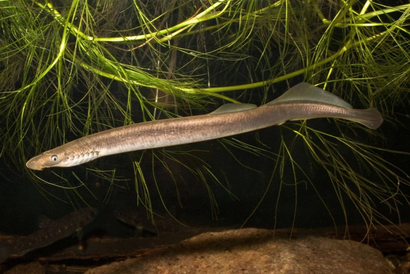 Ледовитоморская минога - Lampetra japonica (Martens, 1868)