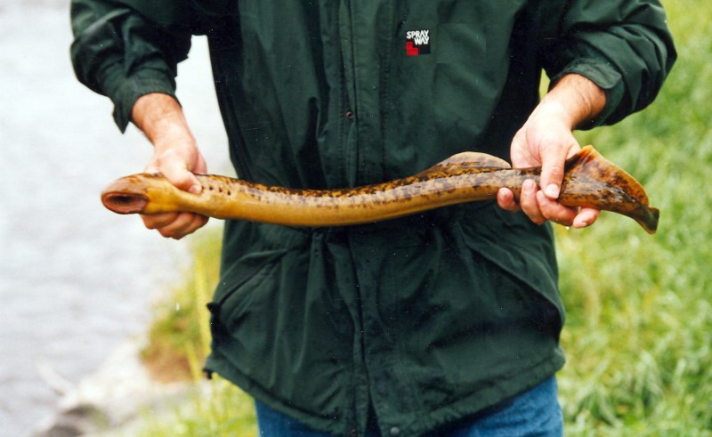 Балтийская минога