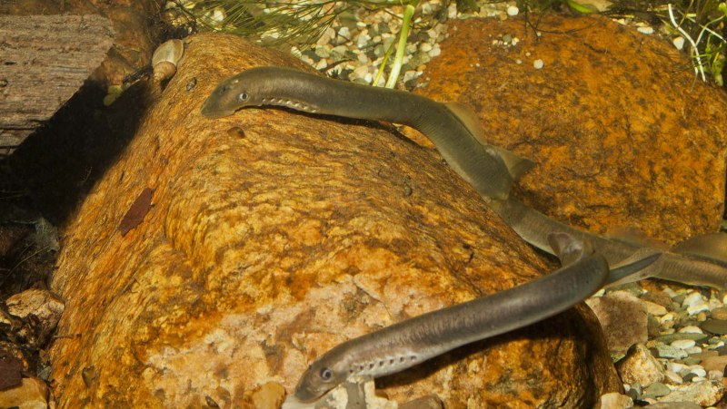 Минога Сибирская рыба