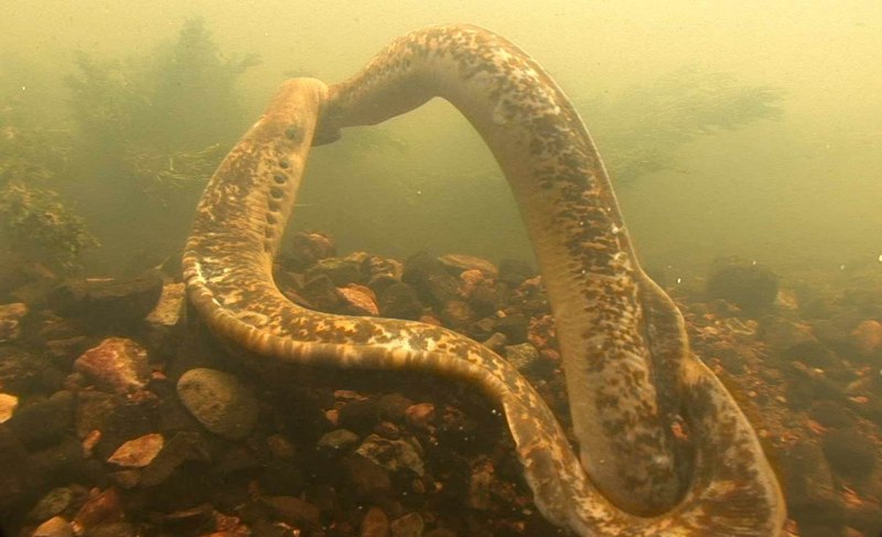 Морская минога