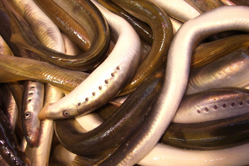 Минога Балтийское море