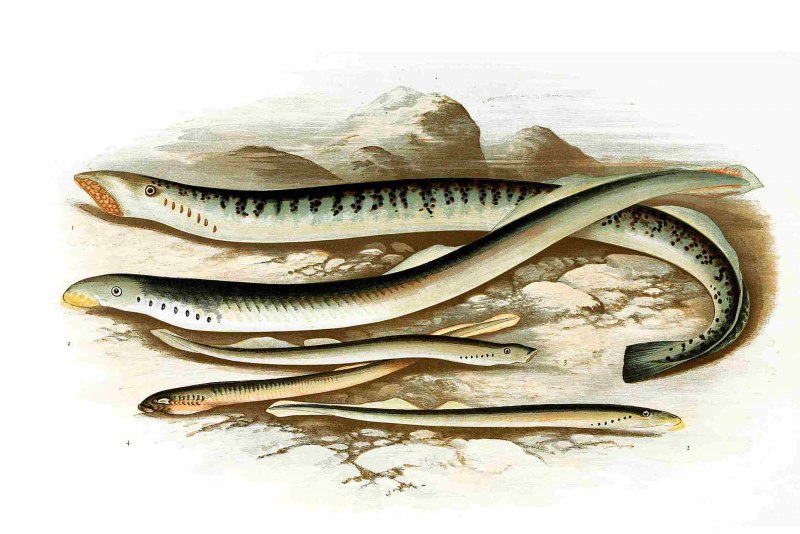 Морская минога (Petromyzon Marinus)