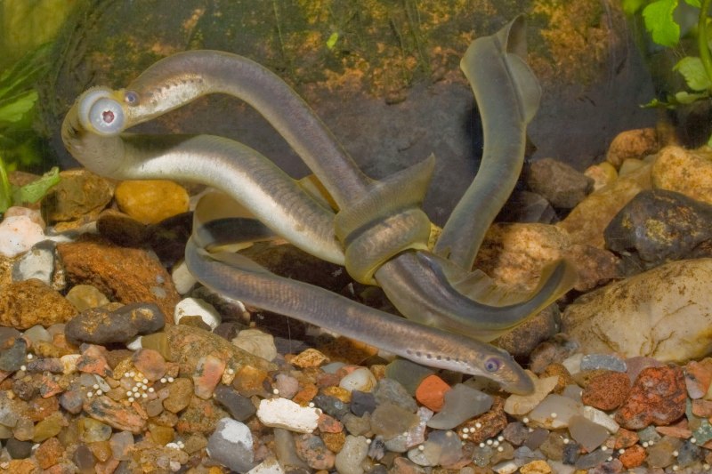 Европейская Речная минога