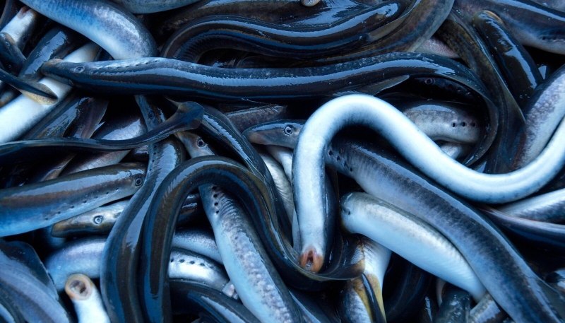 Миноги и миксины интересные факты