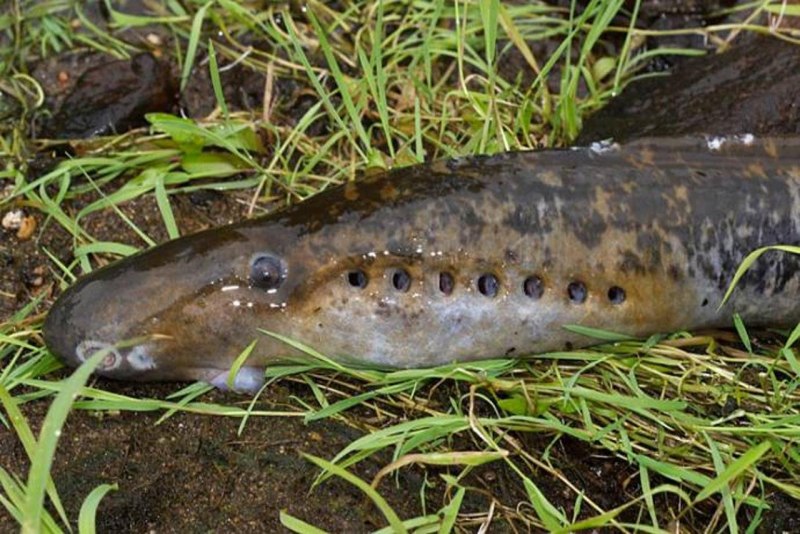 Минога рыба