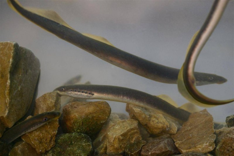 Минога финская