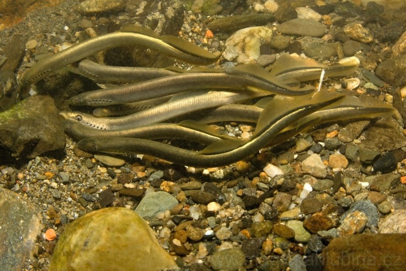 Речная минога