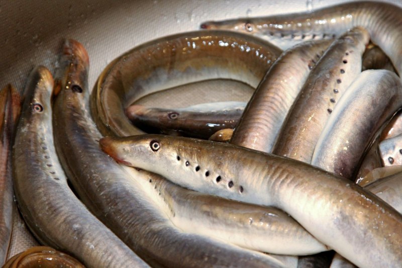 Невская минога