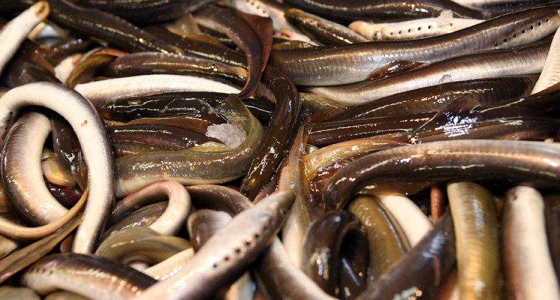 Каспийская минога