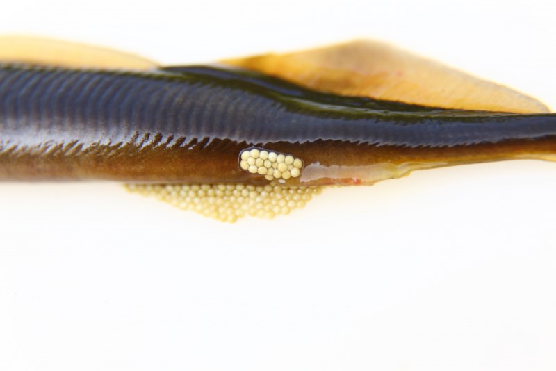 Сердце миноги