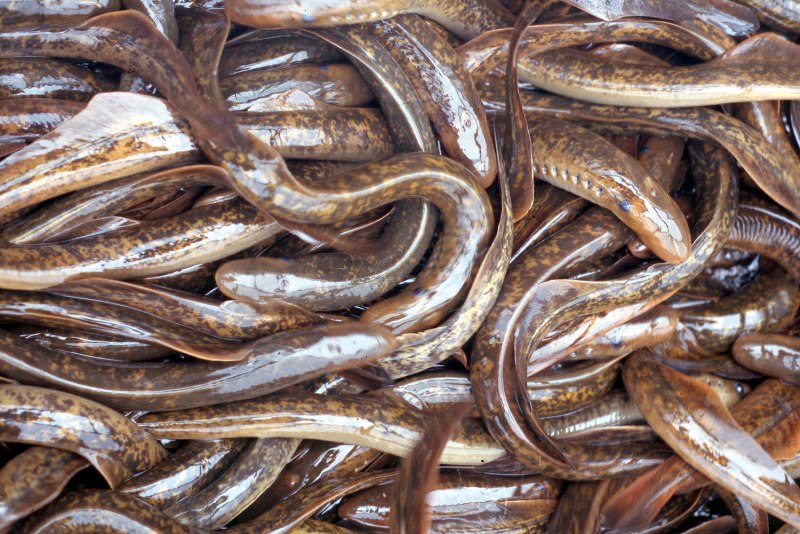 Речная минога Пресноводная рыба