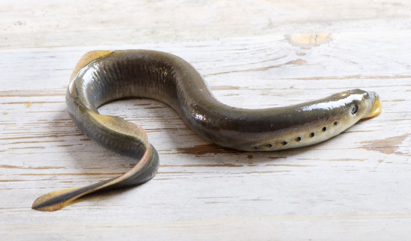 Минога рыба