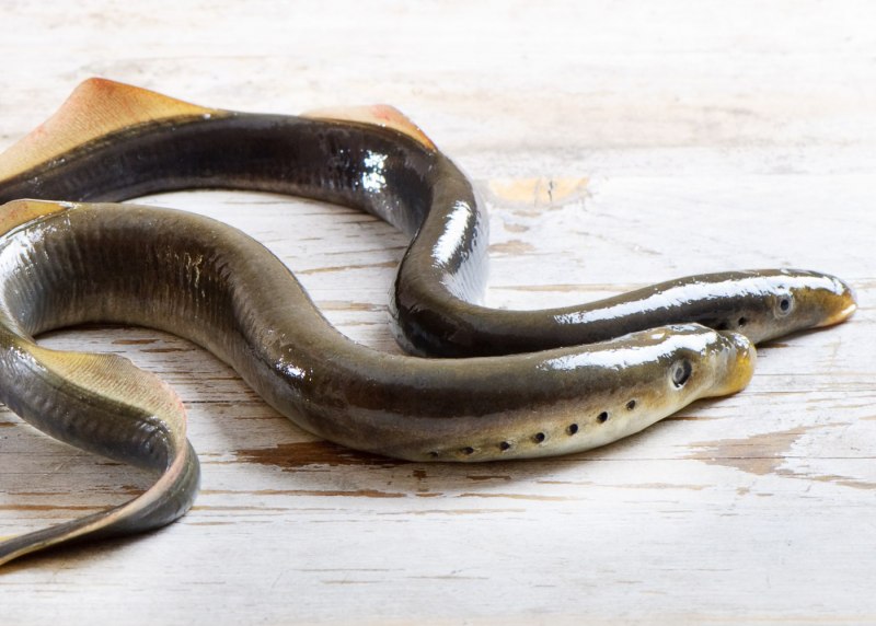 Балтийская минога