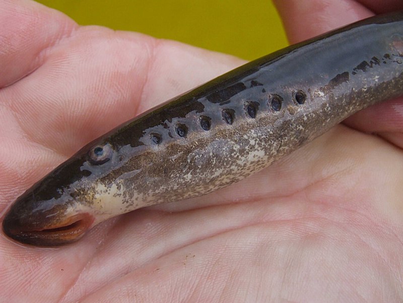 Речная минога (Petromyzon Marinus)