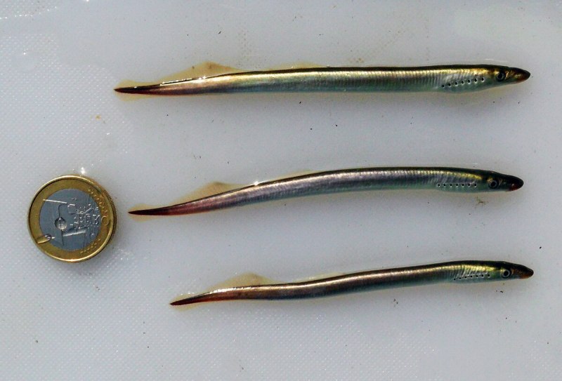 Речная минога Lampetra fluviatilis