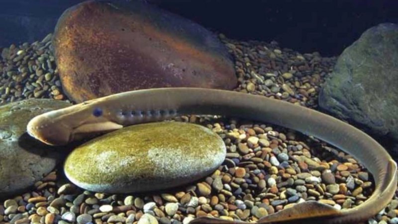 Морская минога