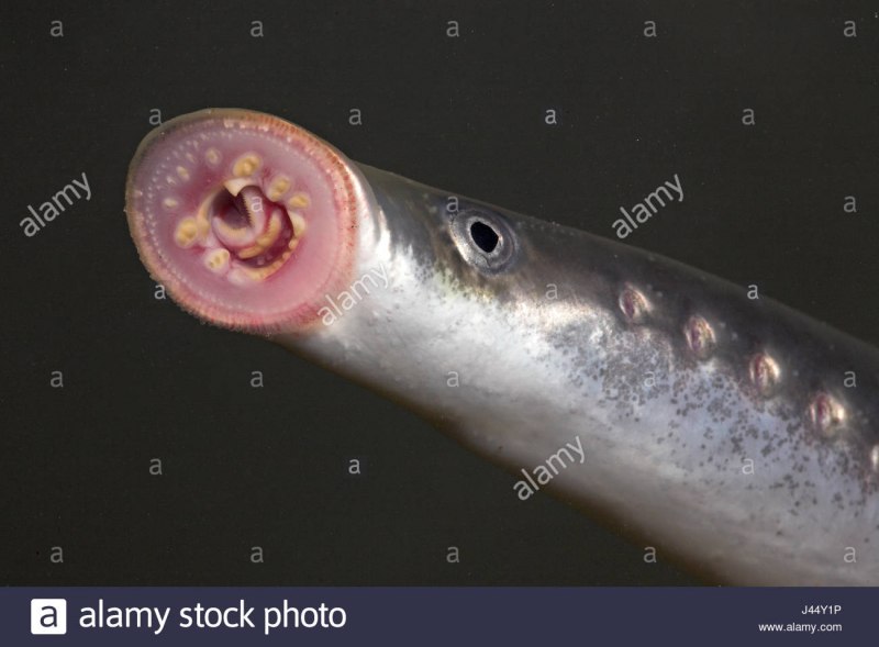 Минога рыба