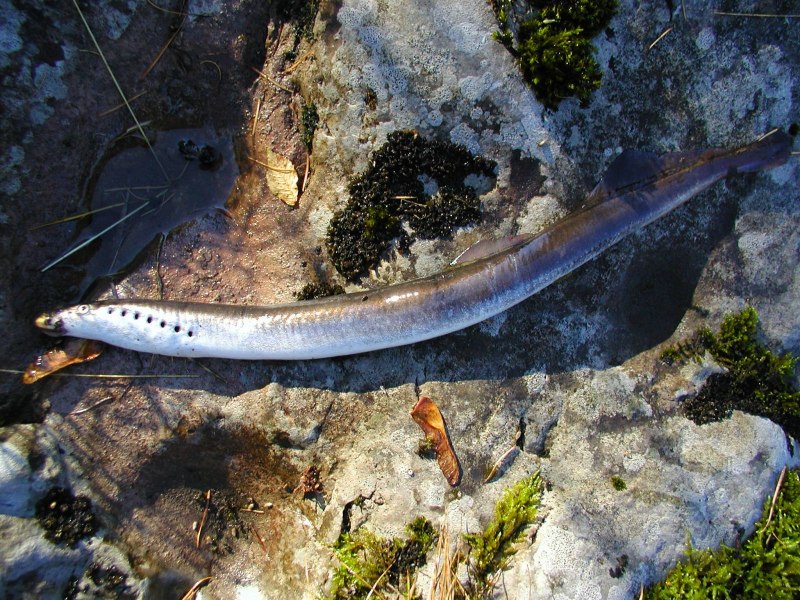 Минога Сибирская - Lethenteron kessleri (Anikin, 1905)