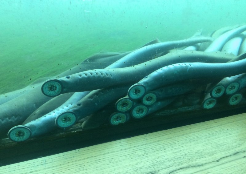 Речная минога Пресноводная рыба