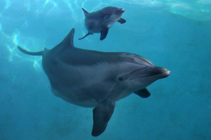 Китайский Речной (Озерный) Дельфин (Baiji Dolphin)