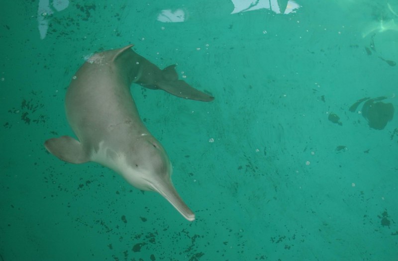 Китайский Речной Дельфин вымер