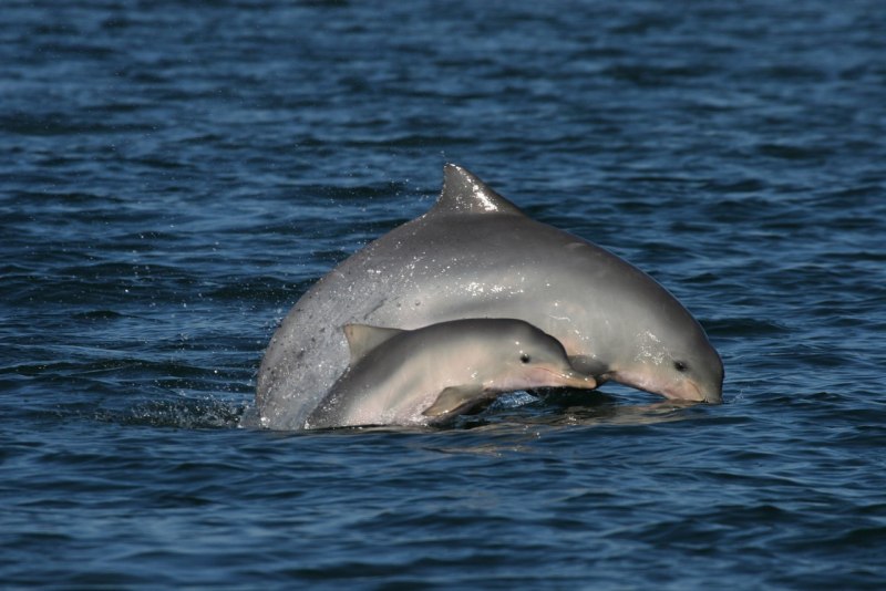 Пресноводный Дельфин – иния (амазонский Дельфин
